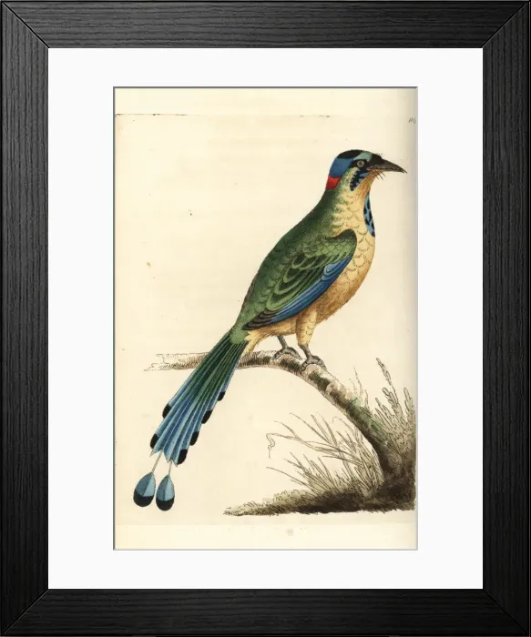 Framed Print : Amazonian motmot, Momotus momota Framed Print : Amazonian motmot, Momotus momota