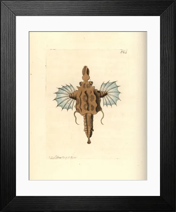 Framed Print : Short dragonfish, Eurypegasus draconis Framed Print : Short dragonfish, Eurypegasus draconis