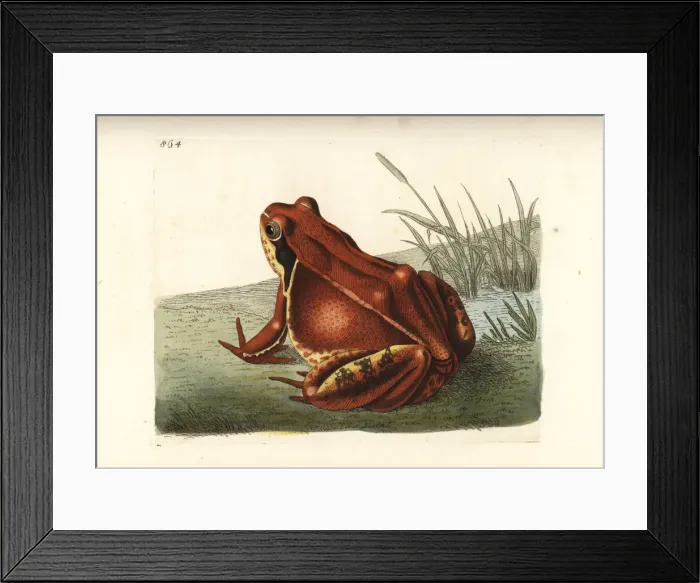 Framed Print : Common frog, red variety, Rana temporaria var. rubra
