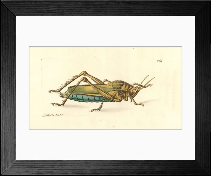 Framed Print : Serrate lubber grasshopper, Prionolopha serrata Framed Print : Serrate lubber grasshopper, Prionolopha serrata