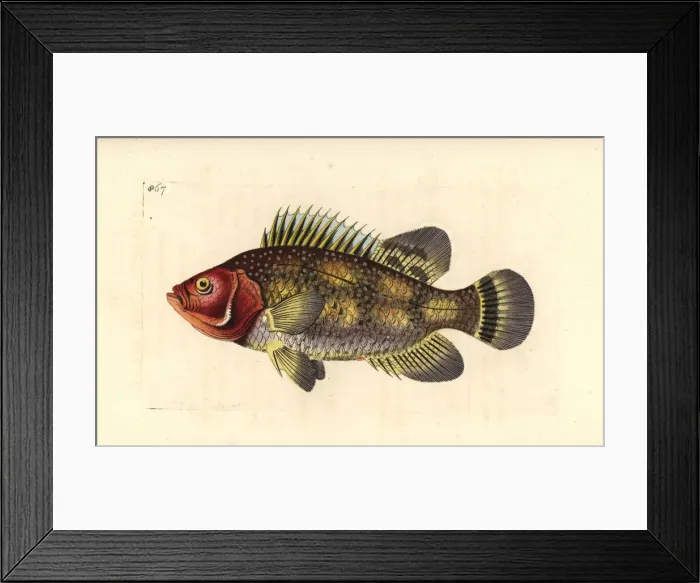 Framed Print : Black margate, Anisotremus surinamensis Framed Print : Black margate, Anisotremus surinamensis