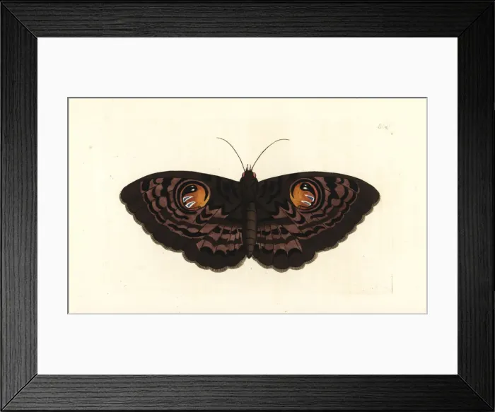 Framed Print : Indian owl moth, Erebus macrops Framed Print : Indian owl moth, Erebus macrops