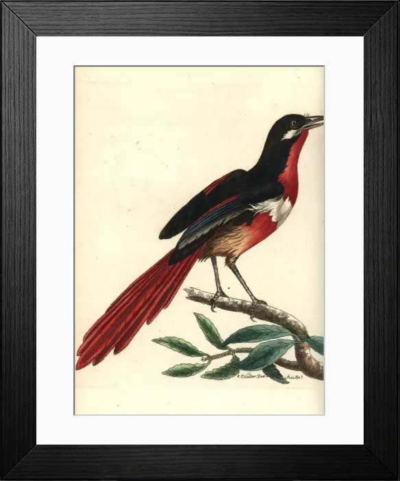 Framed Print : Whiskered shrike, Lanius mystaceus Framed Print : Whiskered shrike, Lanius mystaceus