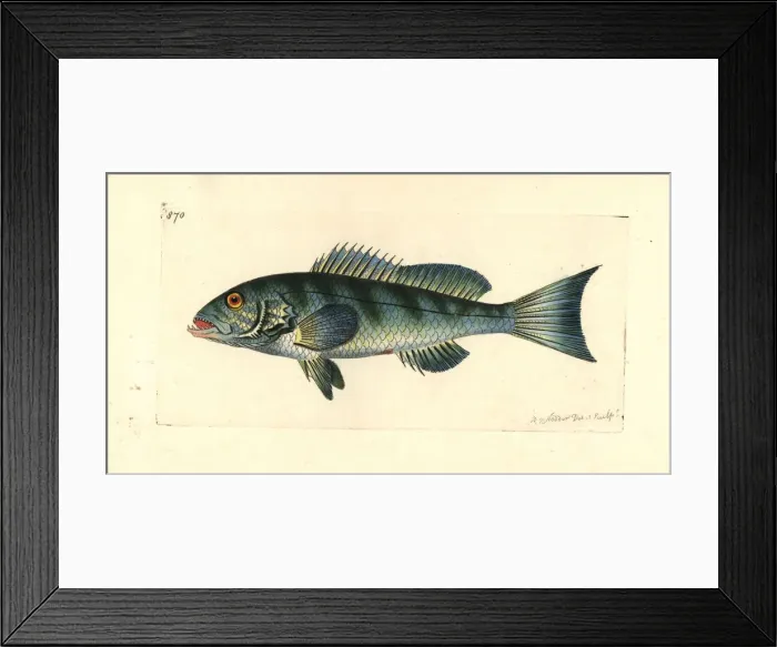 Framed Print : Comber, Serranus cabrilla Framed Print : Comber, Serranus cabrilla