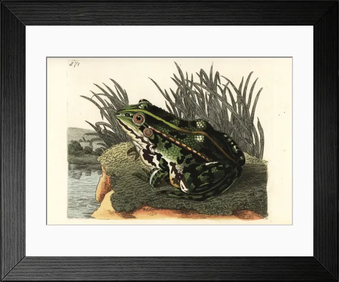 Framed Print : Edible frog or common green frog, Pelophylax kl. esculentus Framed Print : Edible frog or common green frog, Pelophylax kl. esculentus