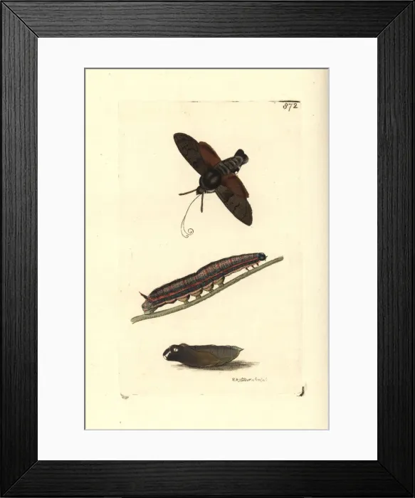 Framed Print : Hummingbird hawk-moth, Macroglossum stellatarum Framed Print : Hummingbird hawk-moth, Macroglossum stellatarum