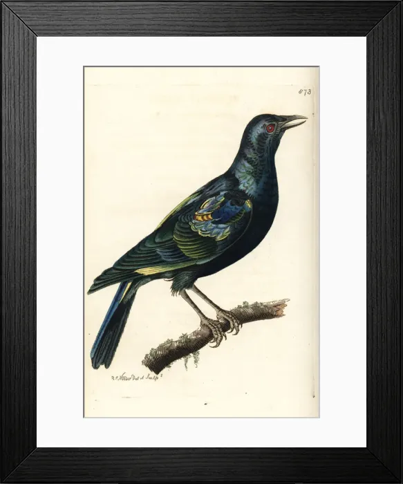 Framed Print : Cape starling, Lamprotornis nitens