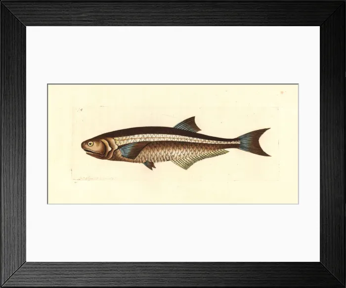 Framed Print : Wingfin anchovy, Pterengraulis atherinoides Framed Print : Wingfin anchovy, Pterengraulis atherinoides