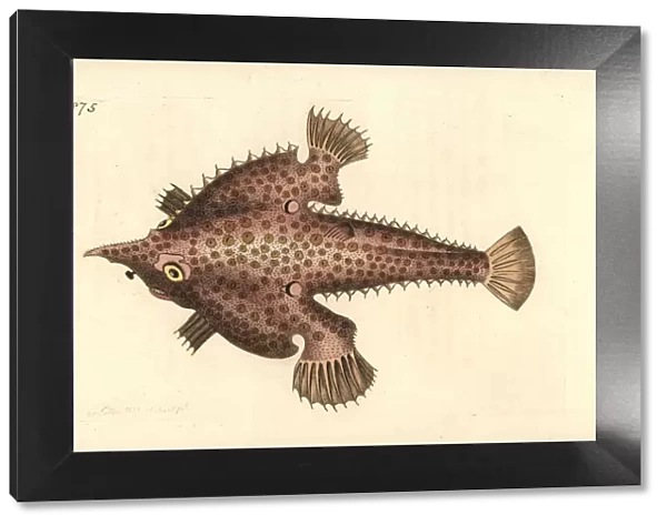 Longnose batfish, Ogcocephalus vespertilio