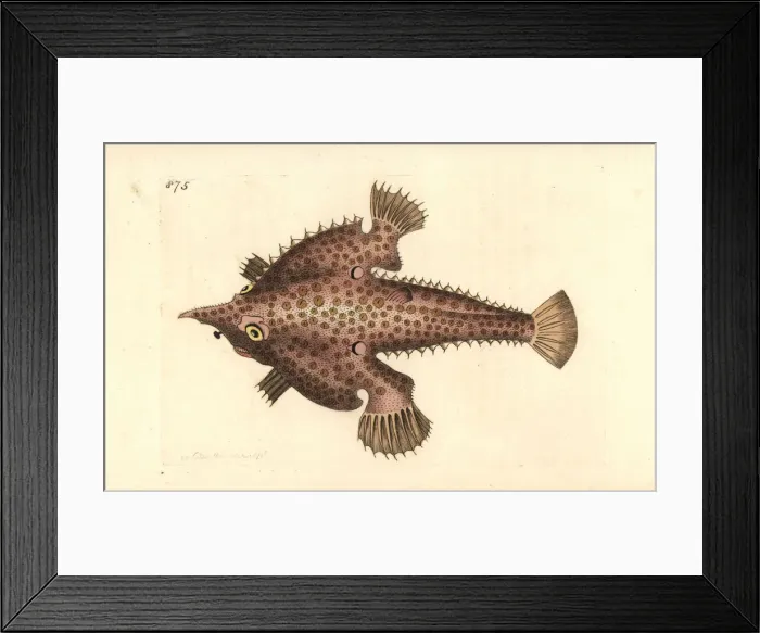 Framed Print : Longnose batfish, Ogcocephalus vespertilio Framed Print : Longnose batfish, Ogcocephalus vespertilio