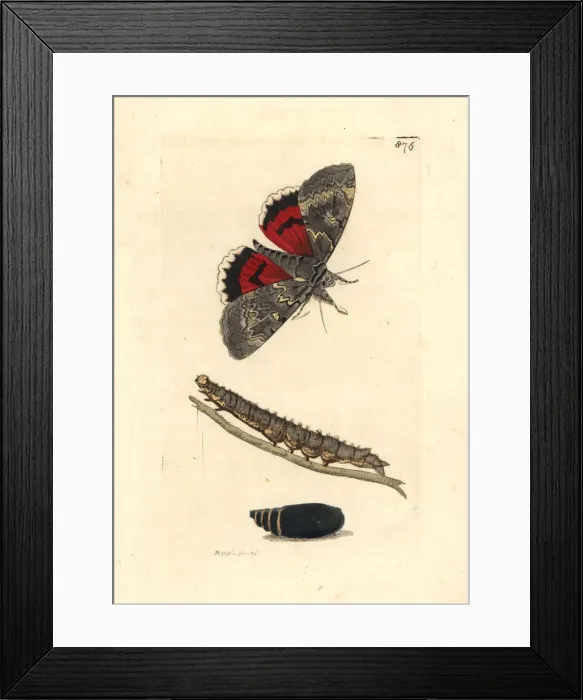 Framed Print : Red underwing moth, Catocala nupta Framed Print : Red underwing moth, Catocala nupta