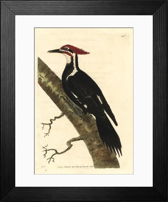 Framed Print : Pileated woodpecker, Dryocopus pileatus Framed Print : Pileated woodpecker, Dryocopus pileatus