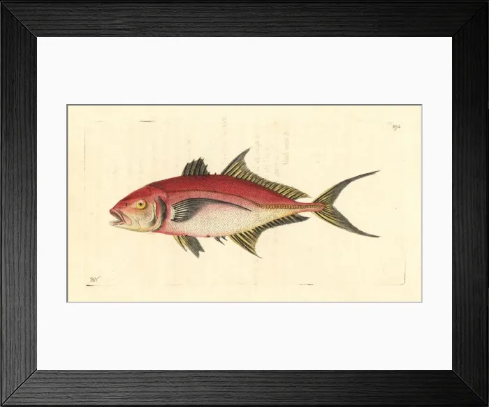 Framed Print : Bar jack fish, Caranx ruber Framed Print : Bar jack fish, Caranx ruber
