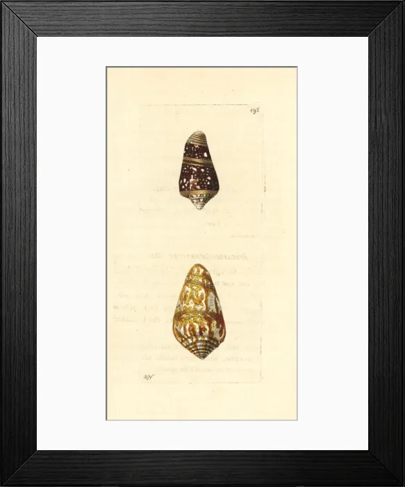 Framed Print : Admiral cone varieties, high admiral and cedo nulli Framed Print : Admiral cone varieties, high admiral and cedo nulli