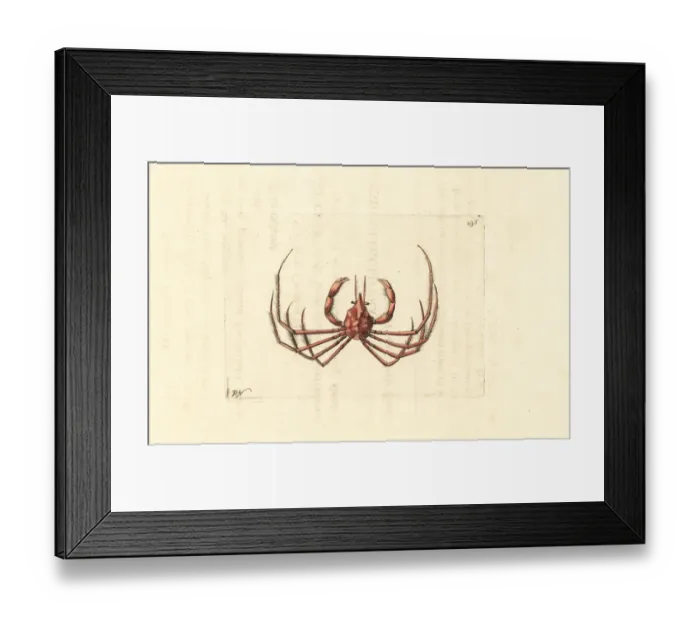 Framed Print : Leachs spider crab, Inachus phalangium Framed Print : Leachs spider crab, Inachus phalangium