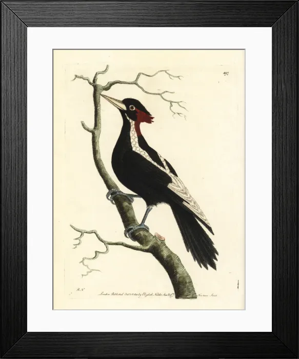 Framed Print : Ivory-billed woodpecker, Campephilus principalis Framed Print : Ivory-billed woodpecker, Campephilus principalis