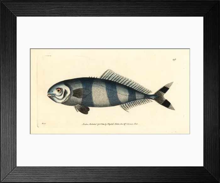Framed Print : Pilot fish, Naucrates ductor Framed Print : Pilot fish, Naucrates ductor