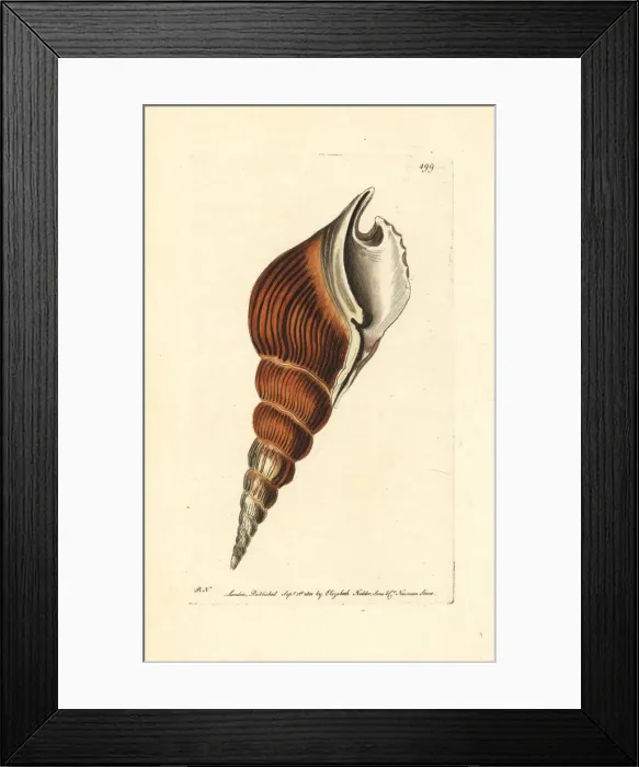 Framed Print : Spindle tibia shell, Tibia fusus Framed Print : Spindle tibia shell, Tibia fusus
