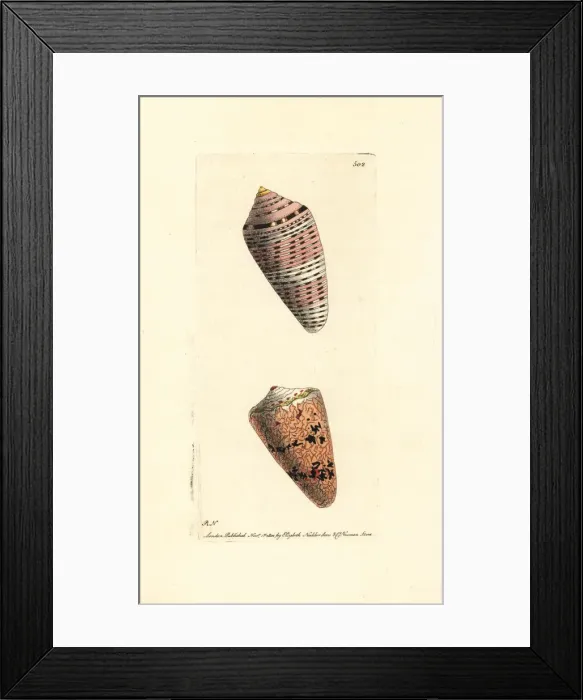 Framed Print : Orange flag and cobweb cone shells, Conus Framed Print : Orange flag and cobweb cone shells, Conus