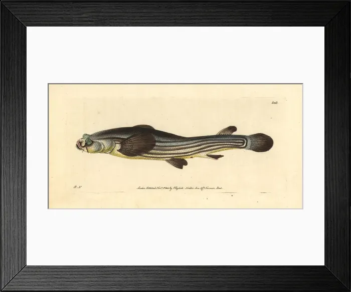 Framed Print : Largescale four-eyed fish, Anableps anableps Framed Print : Largescale four-eyed fish, Anableps anableps