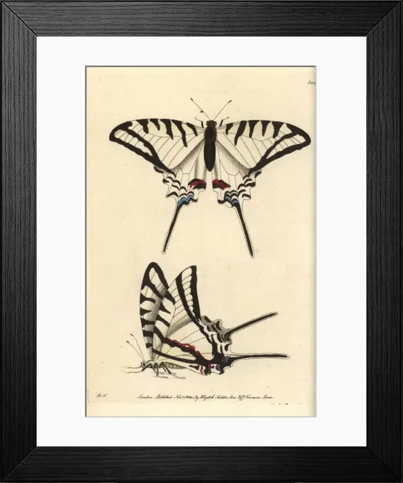 Framed Print : Protesilaus butterfly, Protesilaus protesilaus Framed Print : Protesilaus butterfly, Protesilaus protesilaus
