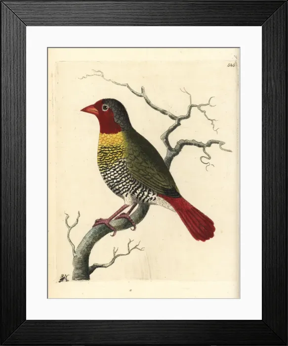 Framed Print : Green-winged pytilia, Pytilia melba Framed Print : Green-winged pytilia, Pytilia melba