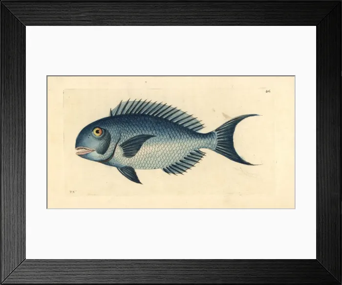 Framed Print : Blue parrotfish, Scarus coeruleus
