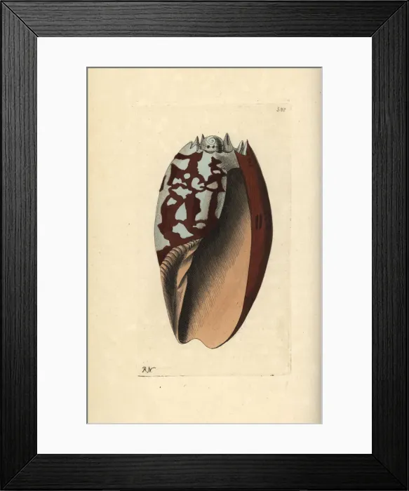 Framed Print : Crowned baler, Melo aethiopicus Framed Print : Crowned baler, Melo aethiopicus
