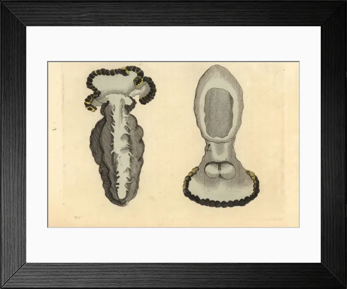 Framed Print : Tethys sea slug, Tethys fimbria Framed Print : Tethys sea slug, Tethys fimbria