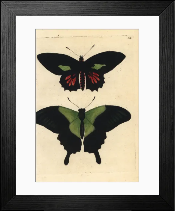 Framed Print : Parides aeneas and Papilio peranthus butterflies Framed Print : Parides aeneas and Papilio peranthus butterflies