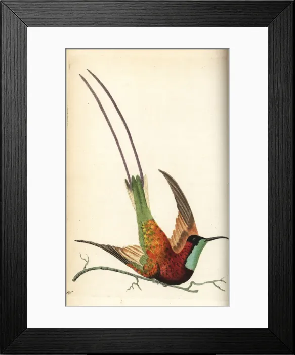 Framed Print : Crimson topaz hummingbird, Topaza pella Framed Print : Crimson topaz hummingbird, Topaza pella