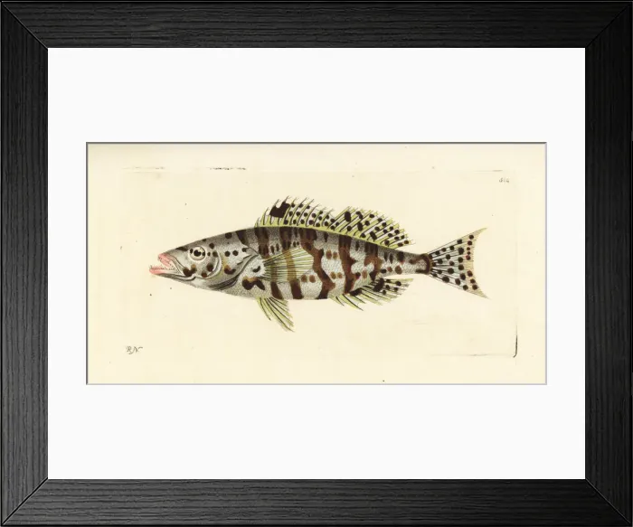 Framed Print : Harlequin bass, Serranus tigrinus Framed Print : Harlequin bass, Serranus tigrinus