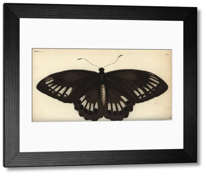 Framed Print : Common green birdwing, female, Ornithoptera priamus Framed Print : Common green birdwing, female, Ornithoptera priamus