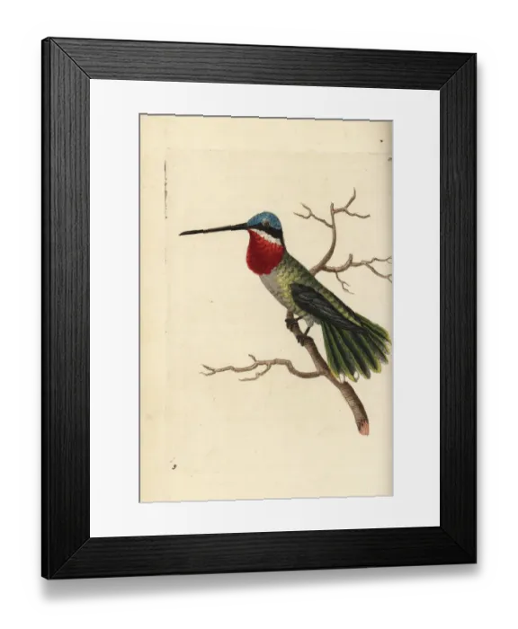 Framed Print : Long-billed starthroat hummingbird, Heliomaster longirostris Framed Print : Long-billed starthroat hummingbird, Heliomaster longirostris