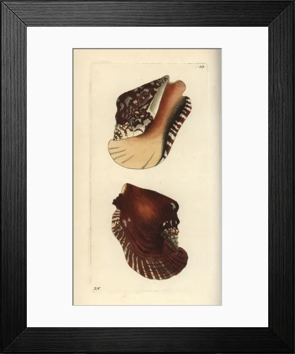 Framed Print : Widest pacific conch, Sinustrombus latissimus Framed Print : Widest pacific conch, Sinustrombus latissimus