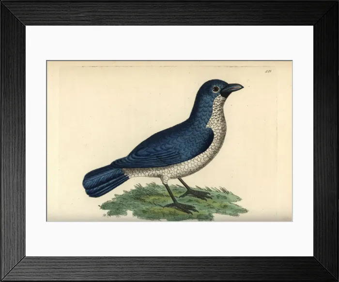 Framed Print : Turatis boubou, Laniarius turatii Framed Print : Turatis boubou, Laniarius turatii