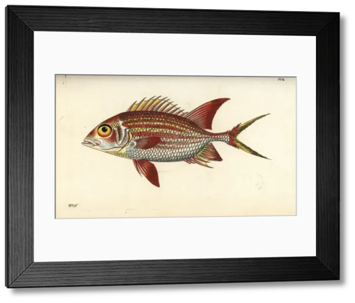 Framed Print : Squirrelfish, Holocentrus adscensionis Framed Print : Squirrelfish, Holocentrus adscensionis