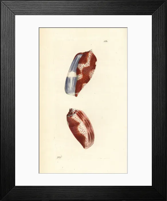 Framed Print : Tulip cone, Conus tulipa Framed Print : Tulip cone, Conus tulipa