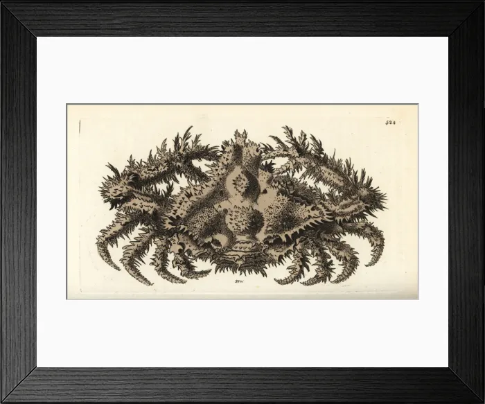 Framed Print : Horrid elbow crab, Daldorfia horrida Framed Print : Horrid elbow crab, Daldorfia horrida