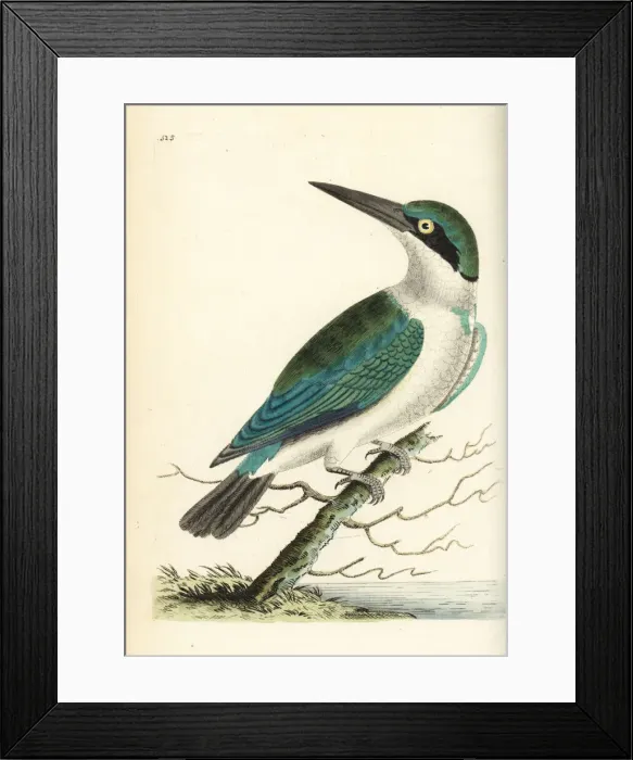 Framed Print : Collared kingfisher, Todiramphus chloris Framed Print : Collared kingfisher, Todiramphus chloris