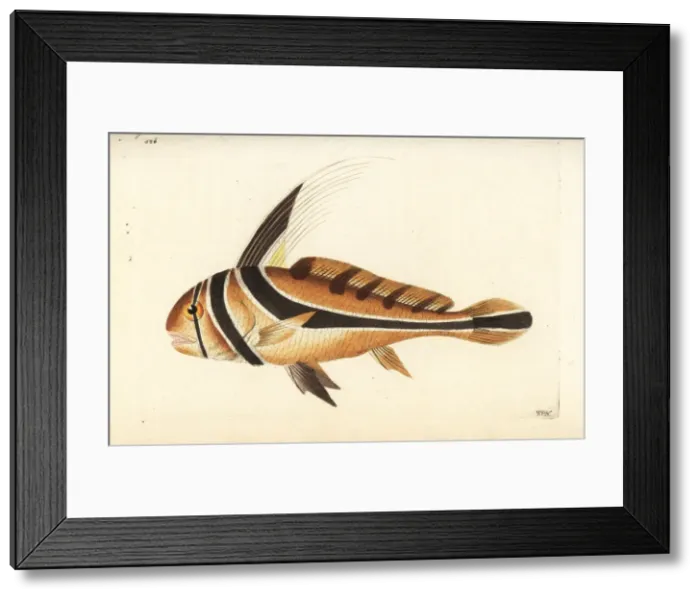 Framed Print : Jack knife-fish, Equetus lanceolatus Framed Print : Jack knife-fish, Equetus lanceolatus