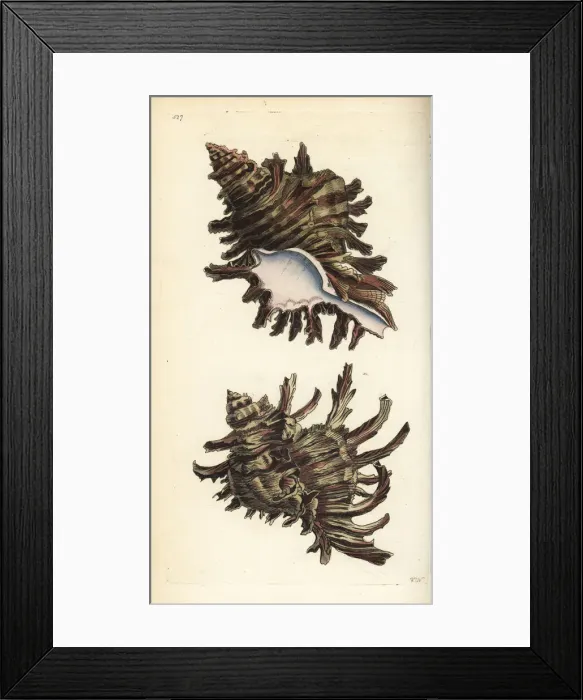 Framed Print : Branched murex, Chicoreus ramosus Framed Print : Branched murex, Chicoreus ramosus