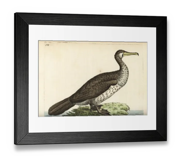 Framed Print : Great cormorant (Eurasian), Phalacrocorax carbo sinensis Framed Print : Great cormorant (Eurasian), Phalacrocorax carbo sinensis