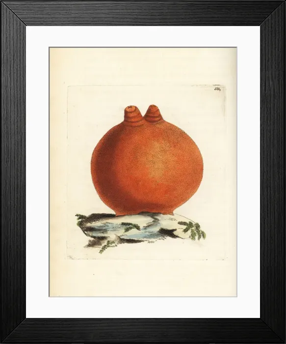 Framed Print : Sea peach, Halocynthia aurantium Framed Print : Sea peach, Halocynthia aurantium