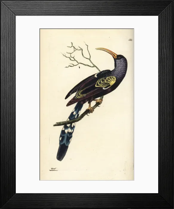 Framed Print : Green wood hoopoe, Phoeniculus purpureus Framed Print : Green wood hoopoe, Phoeniculus purpureus