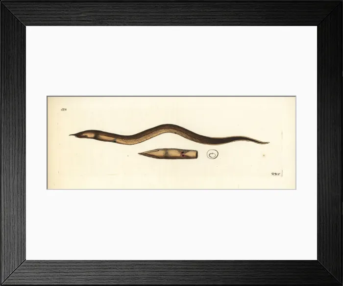 Framed Print : Finny snake eel, Caecula pterygera Framed Print : Finny snake eel, Caecula pterygera