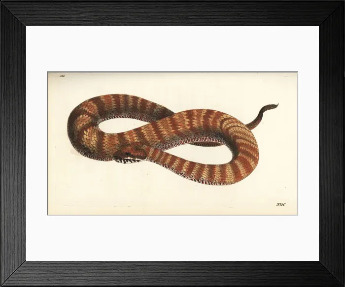 Framed Print : Common death adder, Acanthophis antarctica Framed Print : Common death adder, Acanthophis antarctica