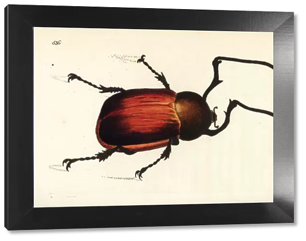 Long-armed chafer beetle, Euchirus longimanus