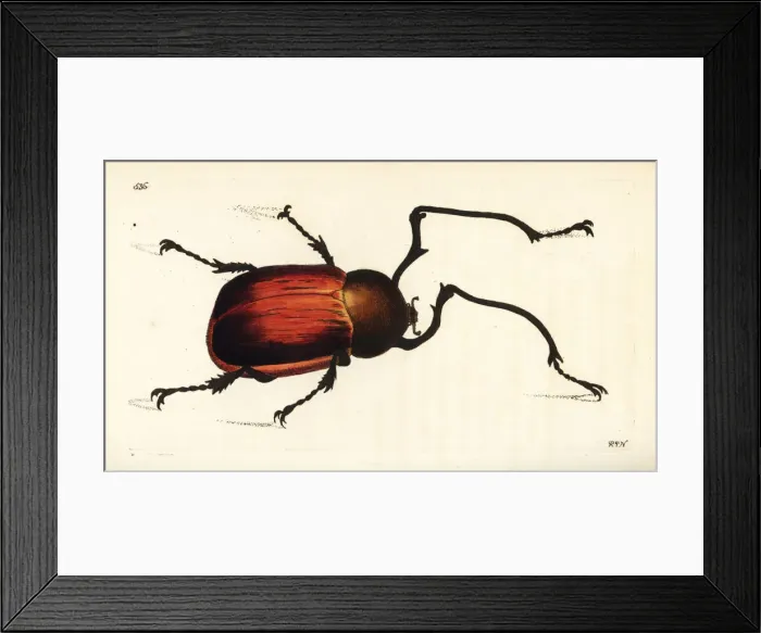 Framed Print : Long-armed chafer beetle, Euchirus longimanus Framed Print : Long-armed chafer beetle, Euchirus longimanus