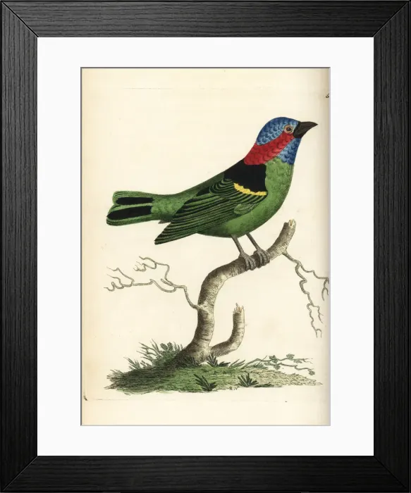 Framed Print : Red-necked tanager, Tangara cyanocephala Framed Print : Red-necked tanager, Tangara cyanocephala